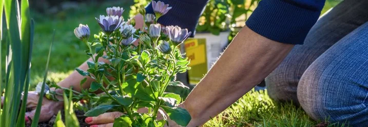 Person pflanzt Blumen in einen Garten.